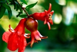 Cây phong thủy đắt hàng ngày tết